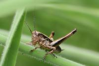 Pholidoptera griseoaptera