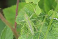 Tettigonia viridissima