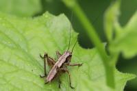 Pholidoptera griseoaptera