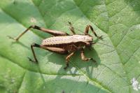 Pholidoptera griseoaptera