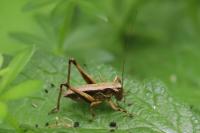 Pholidoptera griseoaptera