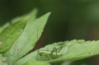 Tettigonia viridissima