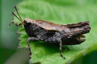 Tetrix undulata