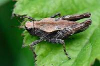 Tetrix undulata
