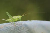 Tettigonia viridissima