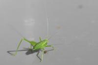 Leptophyes punctatissima