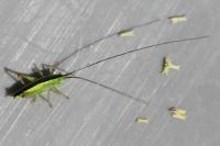 Conocephalus