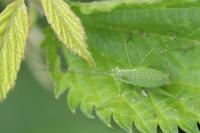 Leptophyes punctatissima