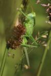 Tettigonia viridissima