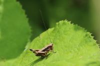 Pholidoptera griseoaptera