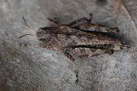 Tetrix undulata
