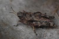 Tetrix undulata