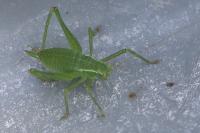 Leptophyes punctatissima