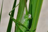 Tettigonia viridissima