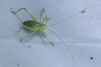 Leptophyes punctatissima