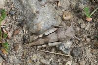 Oedipoda caerulescens