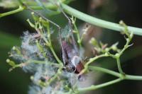 Pholidoptera griseoaptera