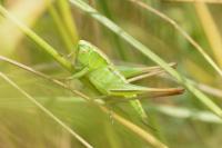 Bicolorana bicolor