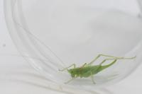 Meconema meridionale