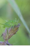 Leptophyes punctatissima