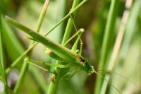 Phaneroptera falcata