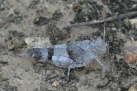 Oedipoda caerulescens