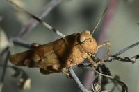 Oedipoda caerulescens