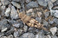 Oedipoda caerulescens