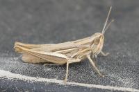 Euchorthippus elegantulus