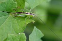 Conocephalus fuscus
