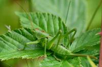 Tettigonia viridissima