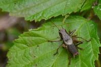 Pholidoptera griseoaptera