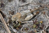Oedipoda caerulescens