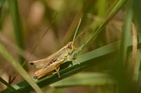Pseudochorthippus parallelus