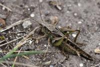 Platycleis albopunctata