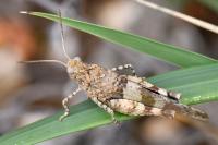 Oedipoda caerulescens