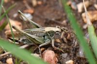 Platycleis albopunctata