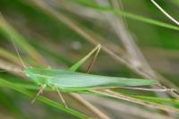 Ruspolia nitidula