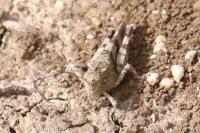 Oedipoda caerulescens