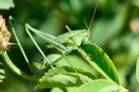 Phaneroptera falcata
