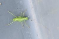 Meconema meridionale