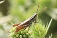 Euchorthippus elegantulus