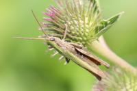 Chorthippus dorsatus