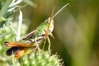 Stenobothrus lineatus