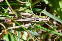 Stenobothrus lineatus