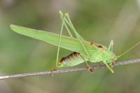 Phaneroptera falcata