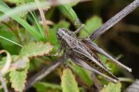 Platycleis albopunctata