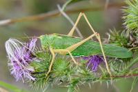 Tettigonia viridissima