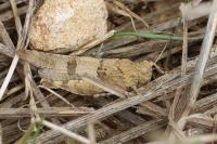 Oedipoda caerulescens