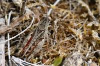 Calliptamus italicus